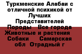 Туркменские Алабаи с отличной психикой от Лучших Представителей Породы - Все города Животные и растения » Собаки   . Самарская обл.,Отрадный г.